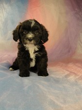 Female Lhasa Bichon Puppy for sale #28 Born February 7th 2012
